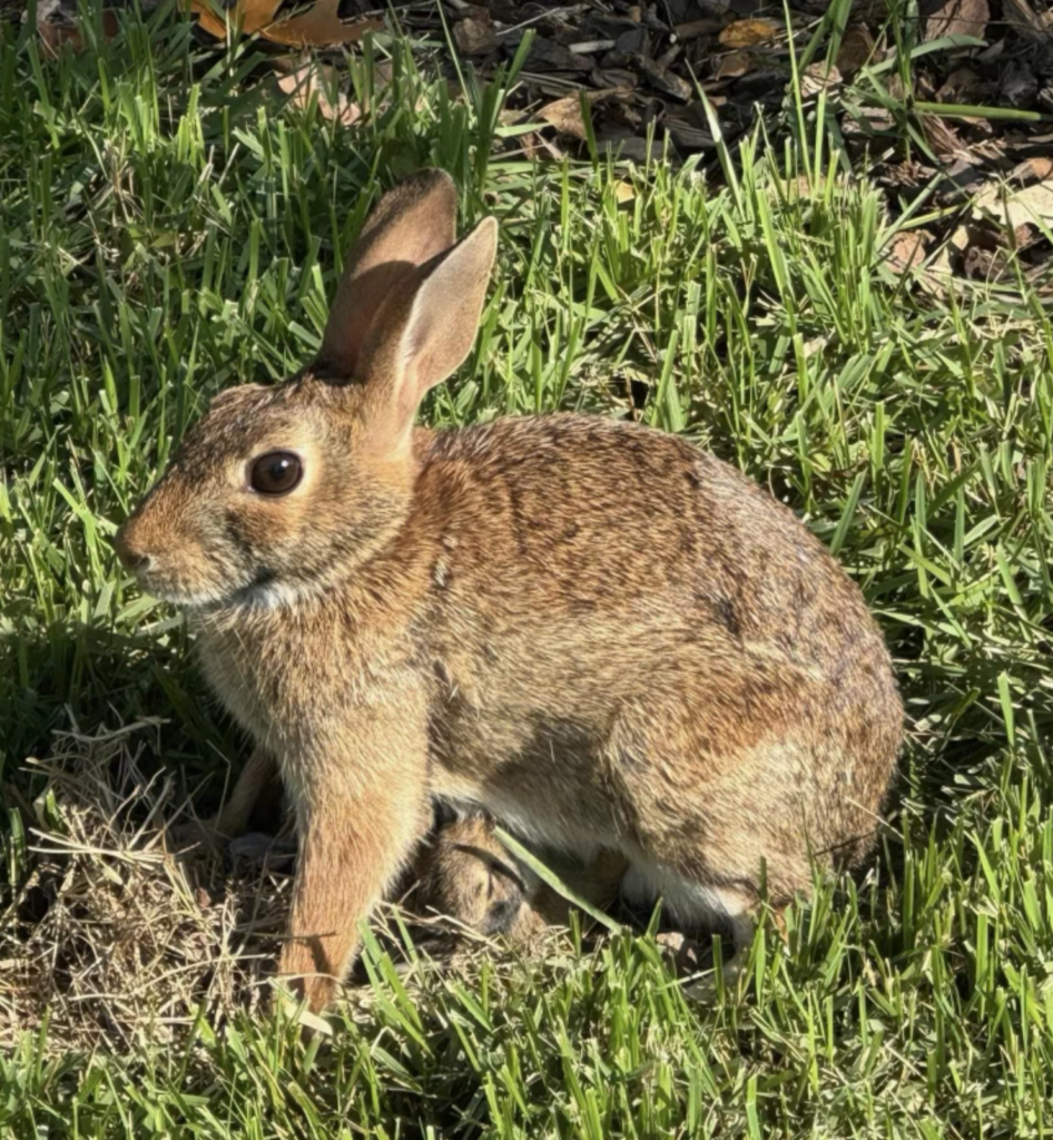 Screenshot 2024 10 04 at 3.29.37 PM